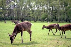 Den Alltag hinter sich lassen und Wildtiere hautnah erleben können die Besucher im Hochwildpark Rheinland, in Kommern. Archivfoto: Alice Gempfer/pp/Agentur ProfiPress