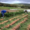 Solidarische Landwirtschaft Rhein Ahr, startet mit Landwirt Andreas Nuppeney aus Wehr ins erste Gemüsejahr