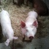 Schweinehaltung in Rheinland-Pfalz rückläufig