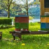 Ein Zuhause für Bienen auf Zeit