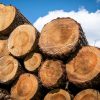 Materialknappheit durch regionale Zusammenarbeit überwinden – „Runder Tisch Holz“: Besser jetzt bauen als verschieben!