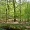 Rotbuche setzt auf Schattenstrategie – Baum des Jahres 2022 spielt im Nationalpark ganz besondere Rolle